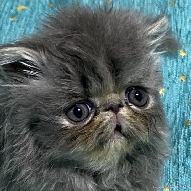 ID：2503-00160の子猫