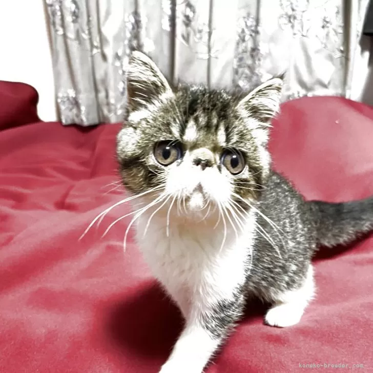 エキゾチックショートヘア【茨城県・男の子・2025年7月5日・ブラウンタビー&amp;ホワイト】の写真1