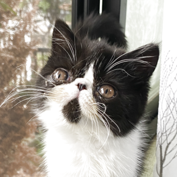 エキゾチックショートヘア【茨城県・女の子・2025年3月27日・ブラック&ホワイト】の写真「人懐こいキュートな女の子🩷」