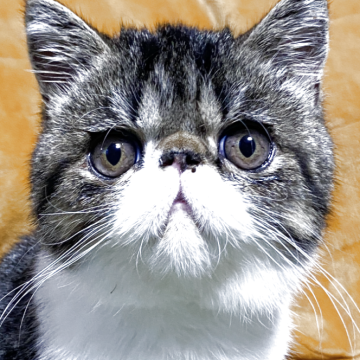 エキゾチックショートヘア【茨城県・男の子・2025年7月5日・ブラウンタビー&ホワイト】の写真「甘えん坊の男の子❣️」