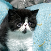 エキゾチックショートヘア