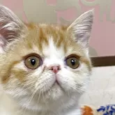 エキゾチックショートヘア