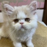 エキゾチックロングヘア