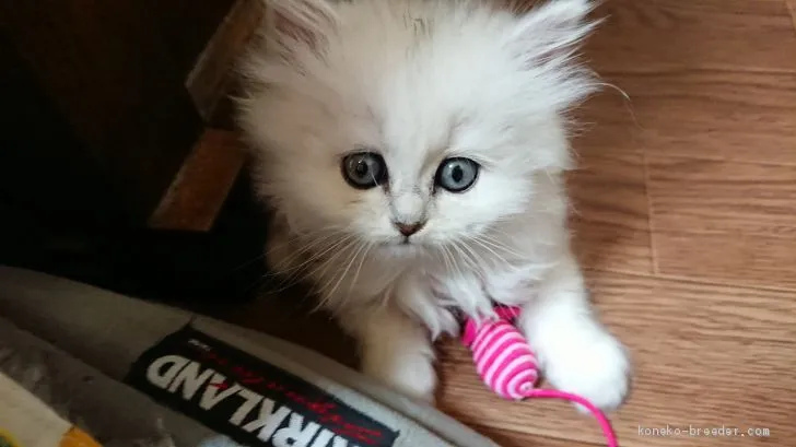 ID：1904-01529の子猫