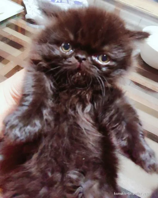 ID：2008-00376の子猫