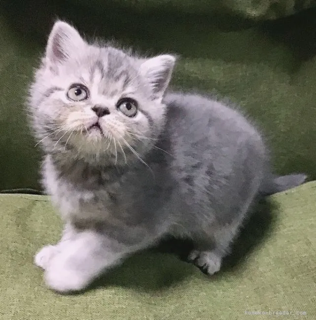 ID：2104-01851の子猫