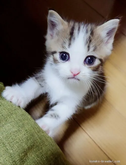 ID：2009-01568の子猫