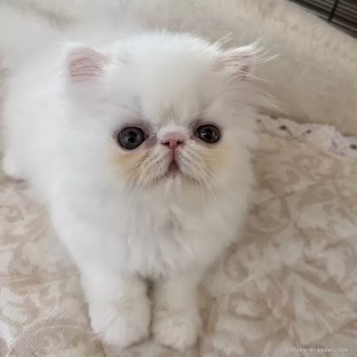 ID：2408-02447の子猫