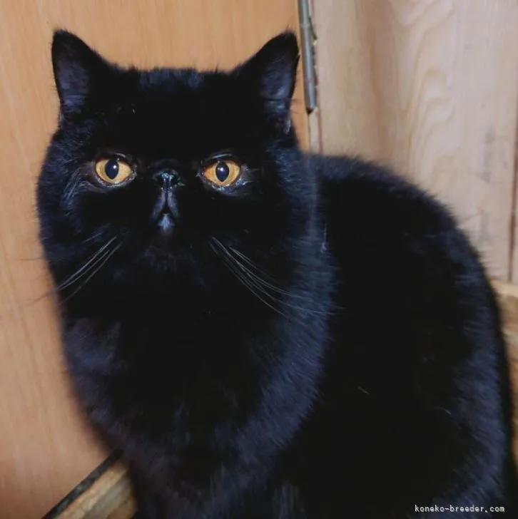 ID：2206-02083の子猫
