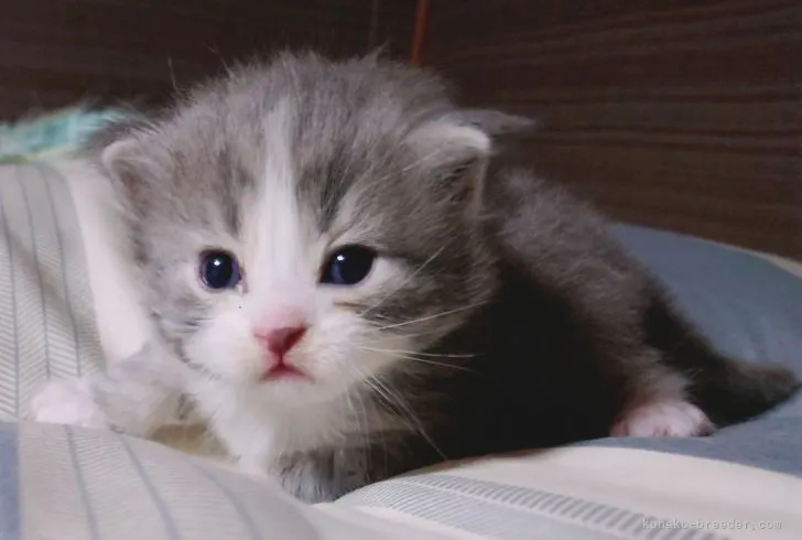 ID：2110-01646の子猫