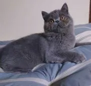 エキゾチックショートヘア【熊本県・男の子・2022年1月1日・ブルータビー】の写真1