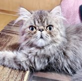 エキゾチックショートヘア