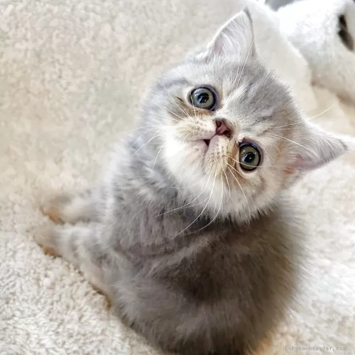 ID：2507-03332の子猫