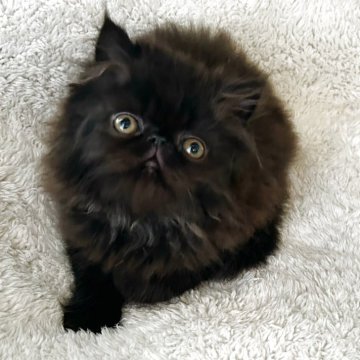 エキゾチックショートヘア【熊本県・男の子・2025年2月27日・ブラックスモーク（ロングヘア）】の写真「ふわふわな可愛い男の子」