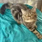 エキゾチックショートヘア