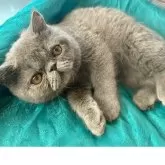 エキゾチックショートヘア