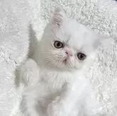 エキゾチックショートヘア