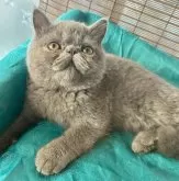 エキゾチックショートヘア【熊本県・男の子・2025年5月19日・ブルーソリッド】の写真2