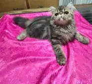 エキゾチックショートヘア【熊本県・男の子・2025年6月18日・ブラウンクラシックタビー】の写真2