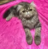 エキゾチックショートヘア【熊本県・男の子・2025年6月18日・ブラウンクラシックタビー】の写真3