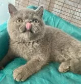 エキゾチックショートヘア【熊本県・男の子・2025年5月19日・ブルーソリッド】の写真3