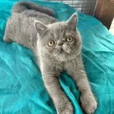 エキゾチックショートヘア【熊本県・男の子・2025年5月19日・ブルーソリッド】の写真6