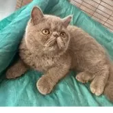 エキゾチックショートヘア【熊本県・男の子・2025年5月19日・ブルーソリッド】の写真7