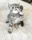 エキゾチックショートヘア【熊本県・男の子・2025年2月27日・ブルークラシックタビー】の写真7