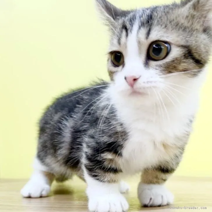 ID：2207-02268の子猫