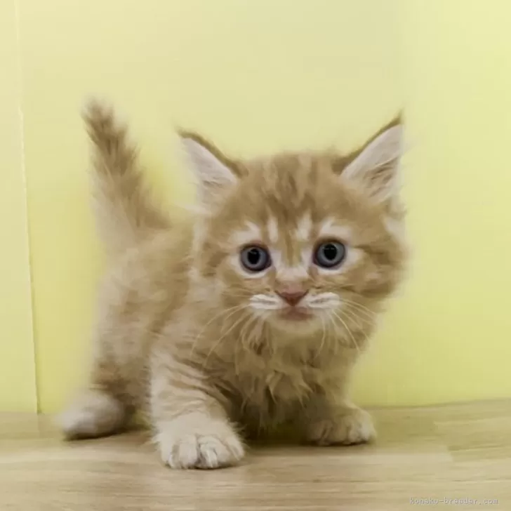 ID：2401-00213の子猫