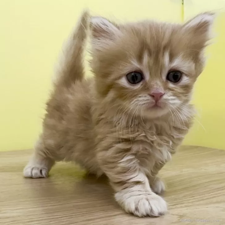 ID:2402-00267の子猫