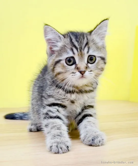 ID:2202-00201の子猫
