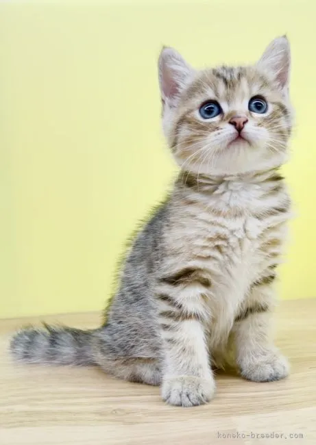 ID:2207-03065の子猫