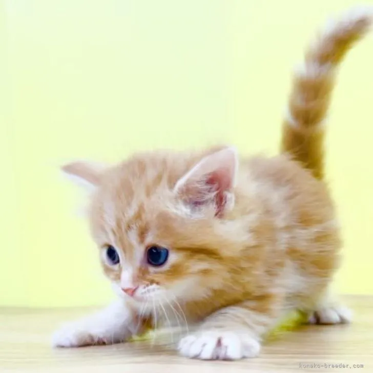 マンチカン(長足)【東京都・女の子・2022年5月24日・レッドタビー】の写真1