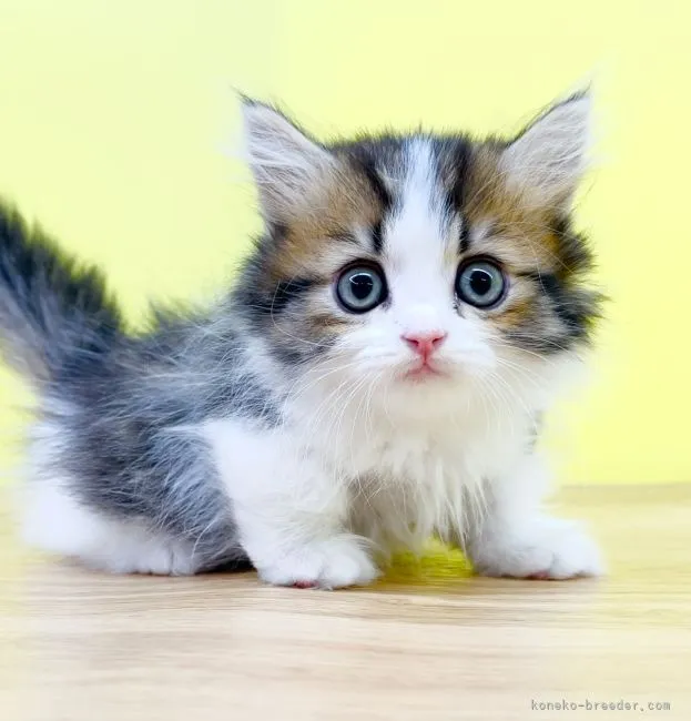 ID：2205-02356の子猫