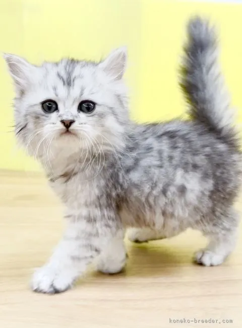 ID：2202-00372の子猫