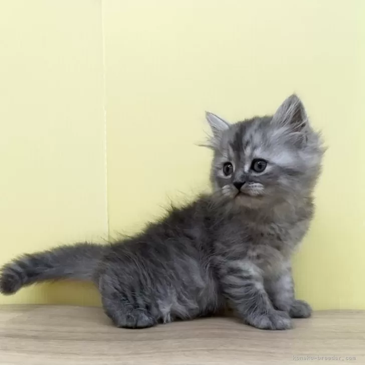 ID：2402-02071の子猫