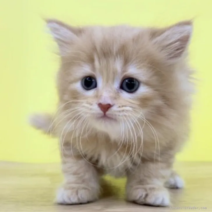 ID:2303-01063の子猫