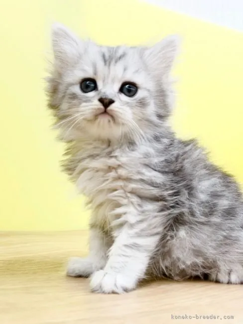 ID：2202-01366の子猫