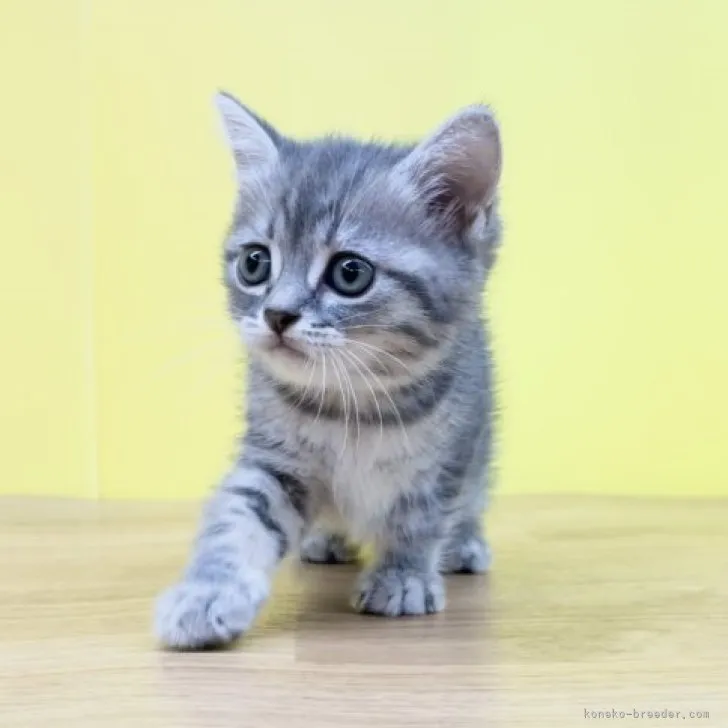 ID:2306-00086の子猫