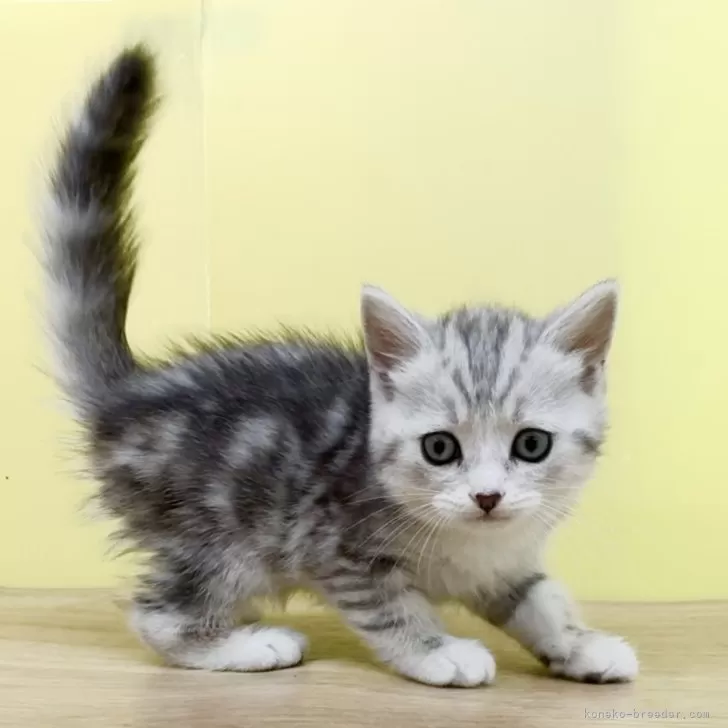 K.O 様のお迎えした子猫