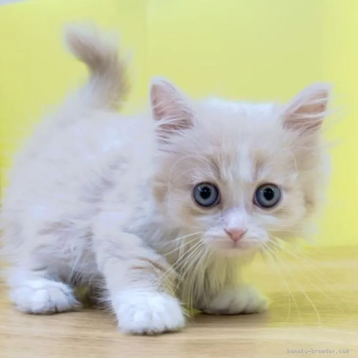 ID：2211-00109の子猫