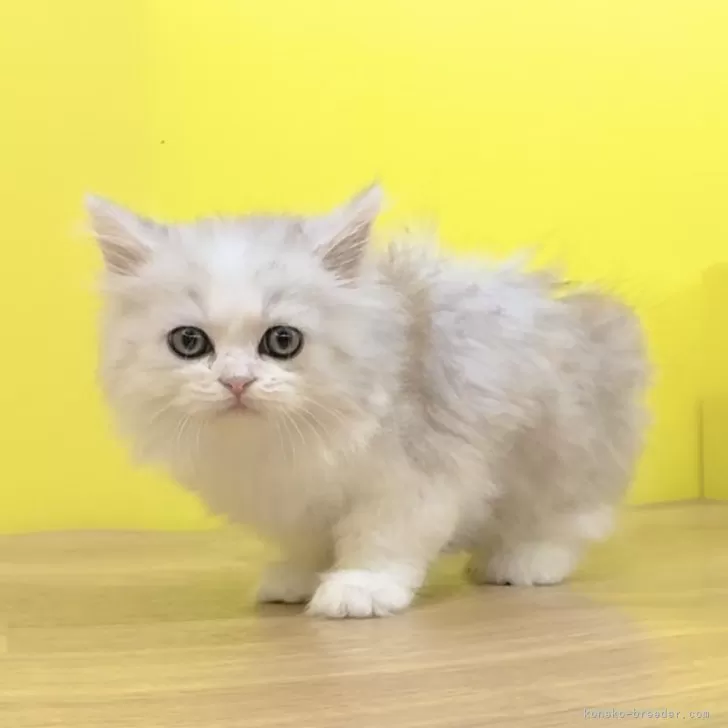 ID:2407-02974の子猫