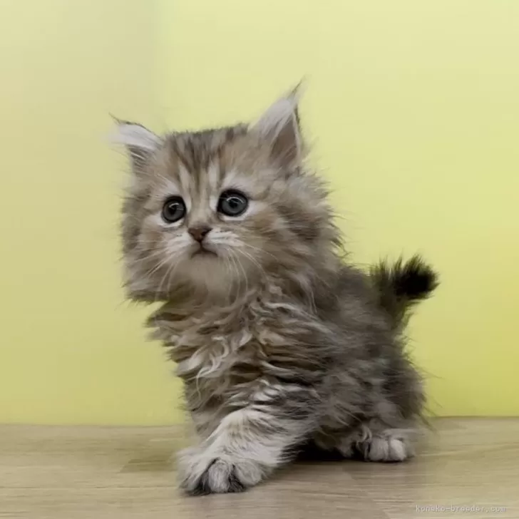 ID:2401-00214の子猫