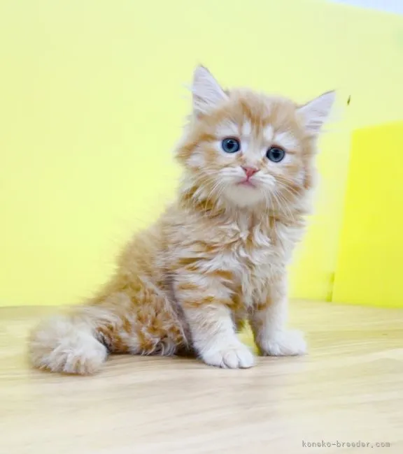 ID：2204-02086の子猫