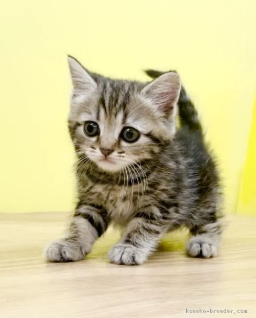 T.O 様のお迎えした子猫