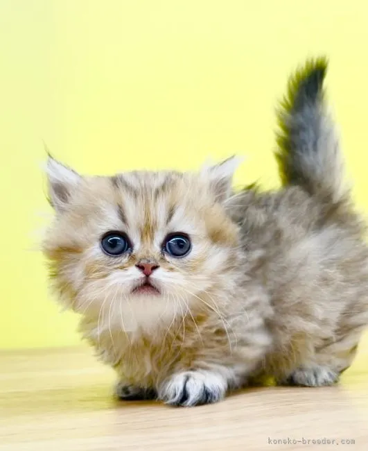 ID：2204-01438の子猫