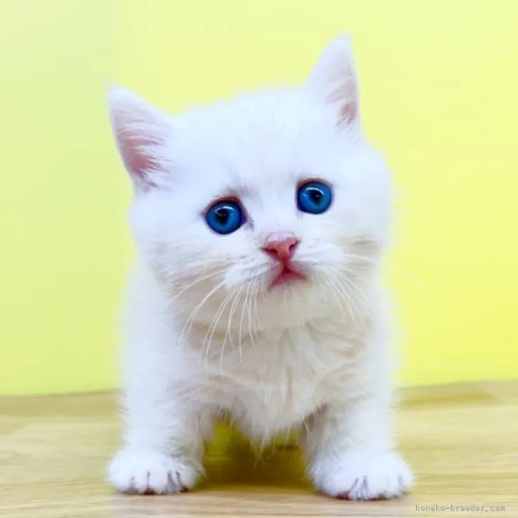 ID:2207-02883の子猫