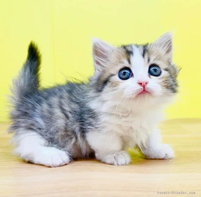 ID:2203-00382の子猫
