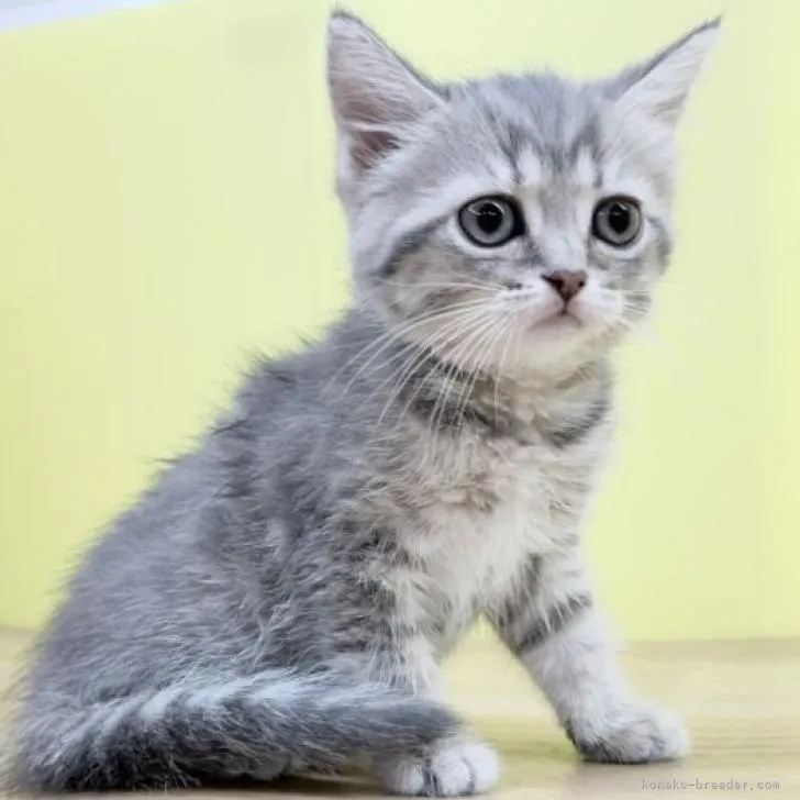 ID：2207-00722の子猫